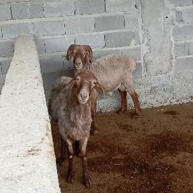 GOÇ