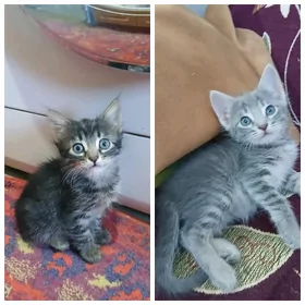 котята
