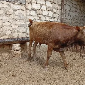 öküz