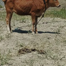 Tüwe