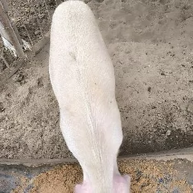 Donuz