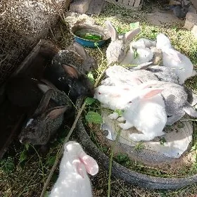 Towşanlar