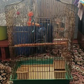 Клетка