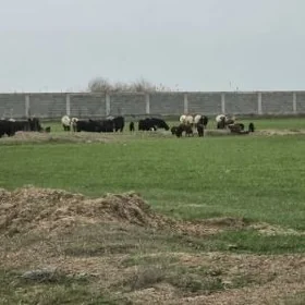 SATLYK 10-GEKTAR MULK GOKDEPE
