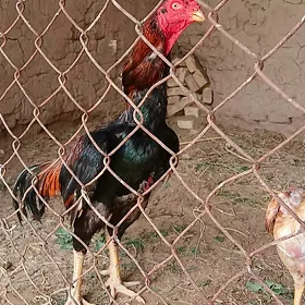 Horaz
