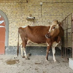 Göleli Sygyr