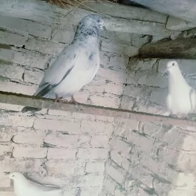 kepderi