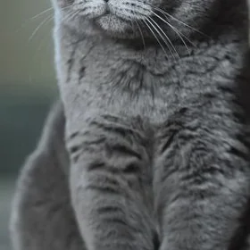нужен кот или кошка вислоушка