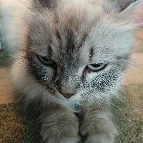 котенок