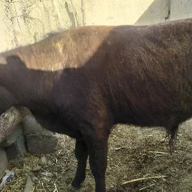 öküz
