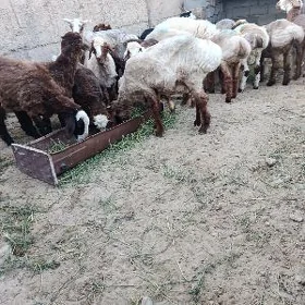 gyşlak toklylar