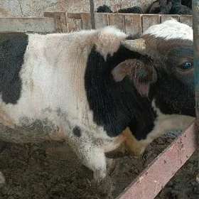 öküz