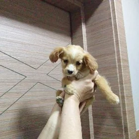щенки