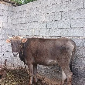 sygyr