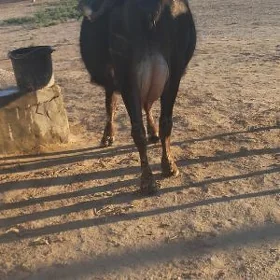 Sygyr tanaly