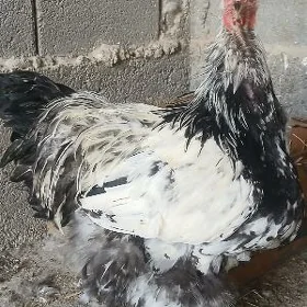 brama
