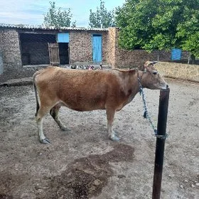 Goleli sygyr