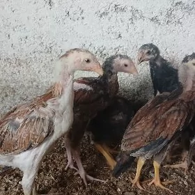 TAŞGENT  JÜJE