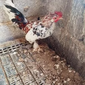 Karlik horoz