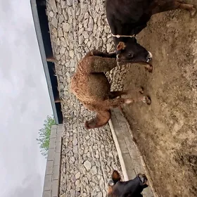ogsuk