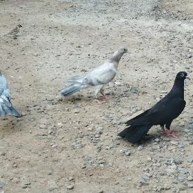 kepderi