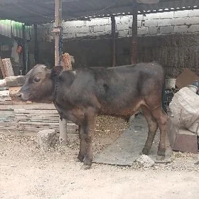ÖKUZ