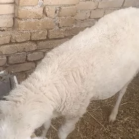 АК кочкар