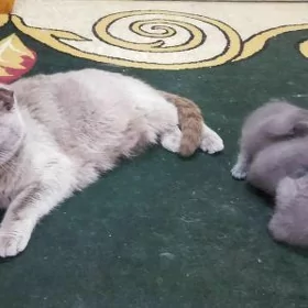 кошка