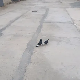 kepderi.