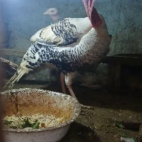 kürk induklar