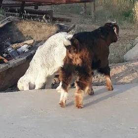 cebiş