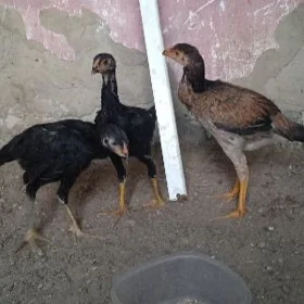 taşgent