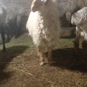 KOCKAR KUZY dis bozmadik