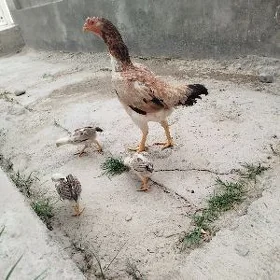 taşkent mäki