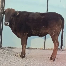 Tohum Tüwe