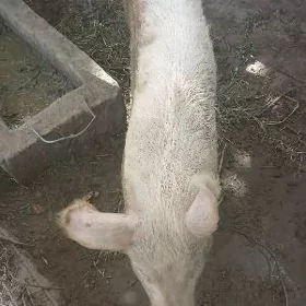 donuz