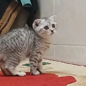 pişik şotlanoski
