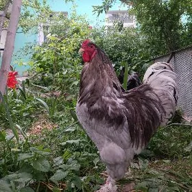 brama horoz