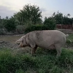 donuz
