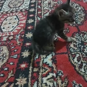 pişikler котята