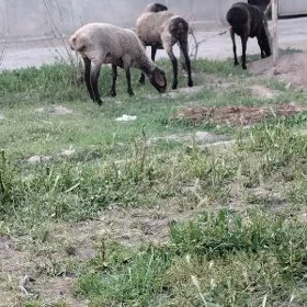 goyunlar