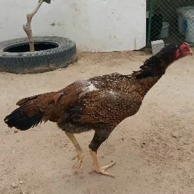 taşgent mäki