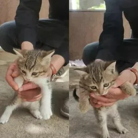 котята