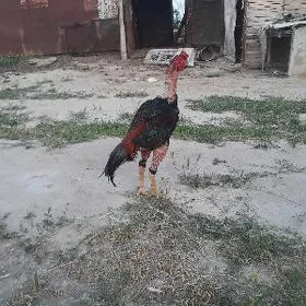 taşkethoraz