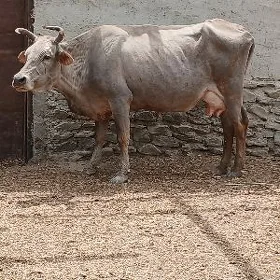 sygyr