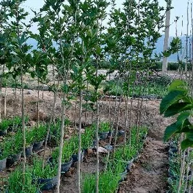 Çynar