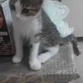 котенок