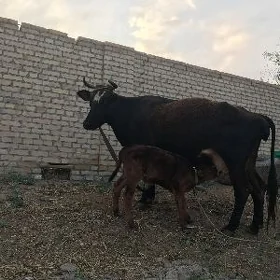 saglyk sygyr