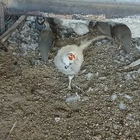 Meydan towuk