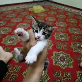 Pişik